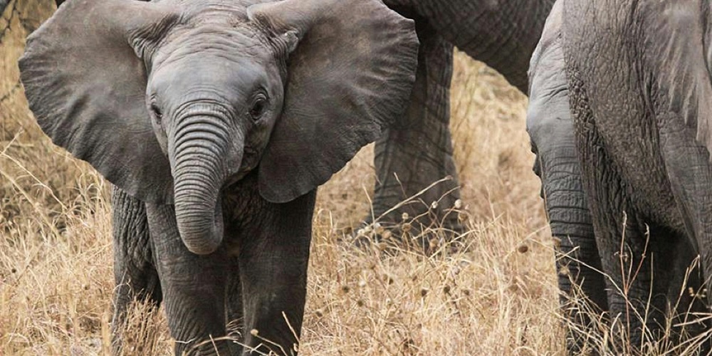 animal trivia questions